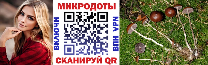 KRAKEN зеркало  Энем  Галлюциногенные грибы прущие грибы 